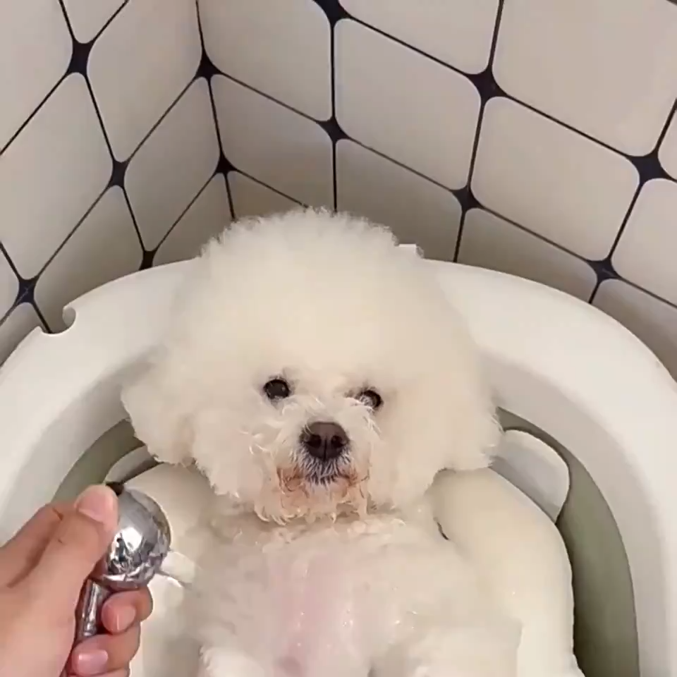 Long Handle Pet Bath Brush for Dogs and Cats product detail